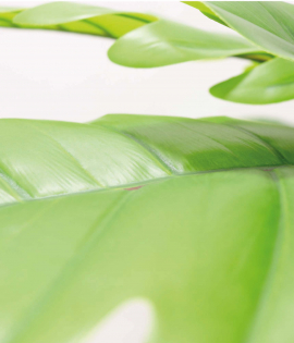 شجره فيلو 15ورقه 1.50 متر