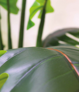 شجره فيلو 15ورقه 1.50 متر