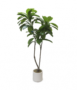 شجر ماغنوليا